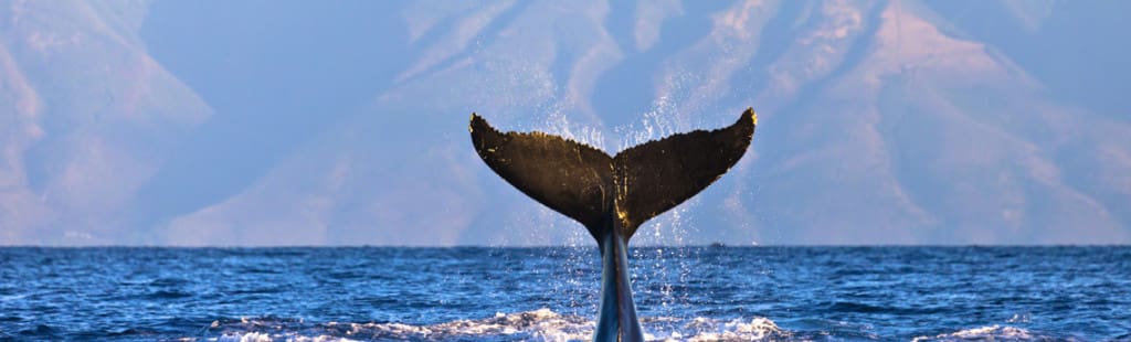 Maui whale watching: whale tail