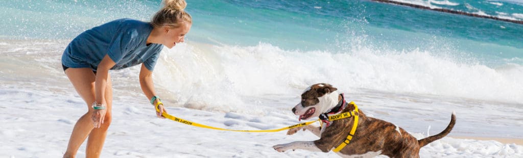 volunteering on vacation in Maui: girl walking shelter dog on beach