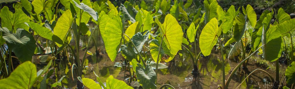 Plants in Hawaii: Kalo (taro) plants