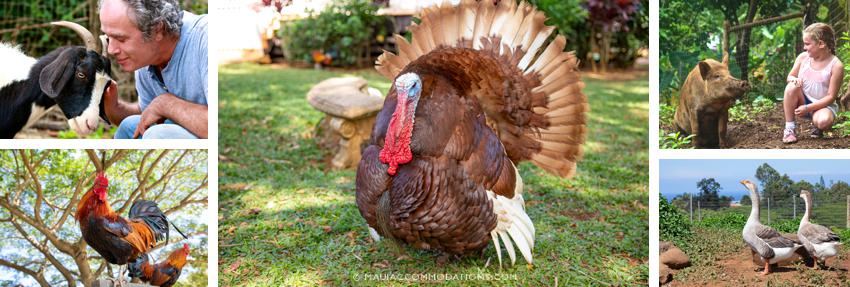 Maui Farm volunteering