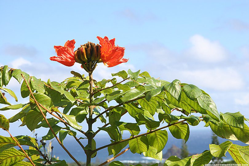African tulip tree near Hana, Maui Hawaii