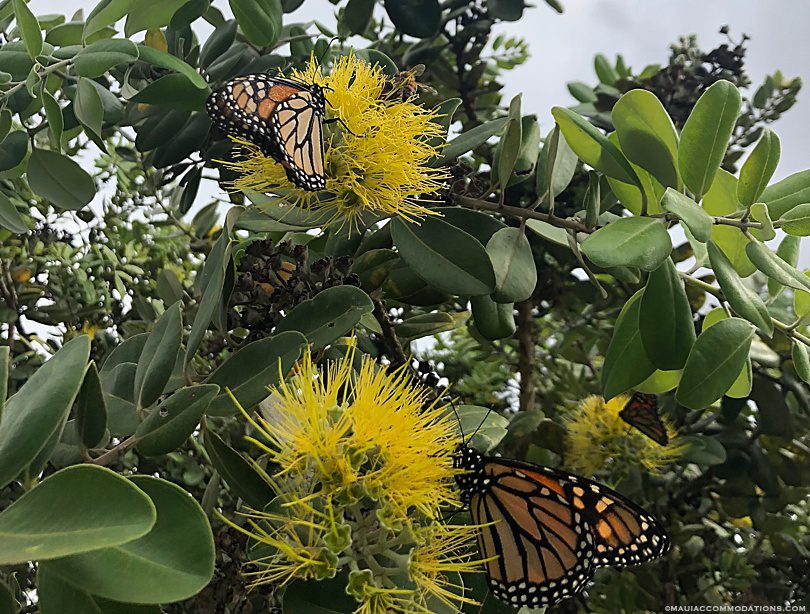 Butterflies on yellow Ohia lehua blossoms in Ulupalakua, Upcountry Maui Hawaii