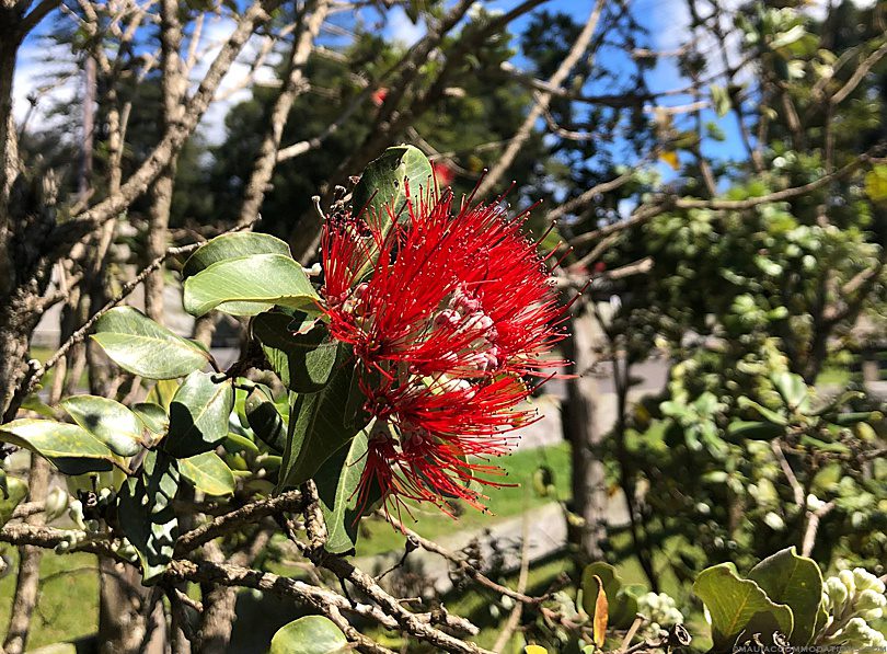 Ohia Lehua flower