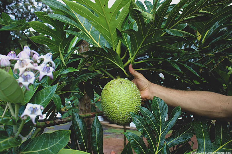 Ulu, breadfruit tree, Maui Hawaii
