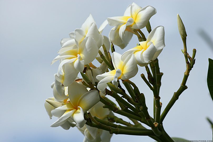 Plumeria blossoms in Maui, Hawaii