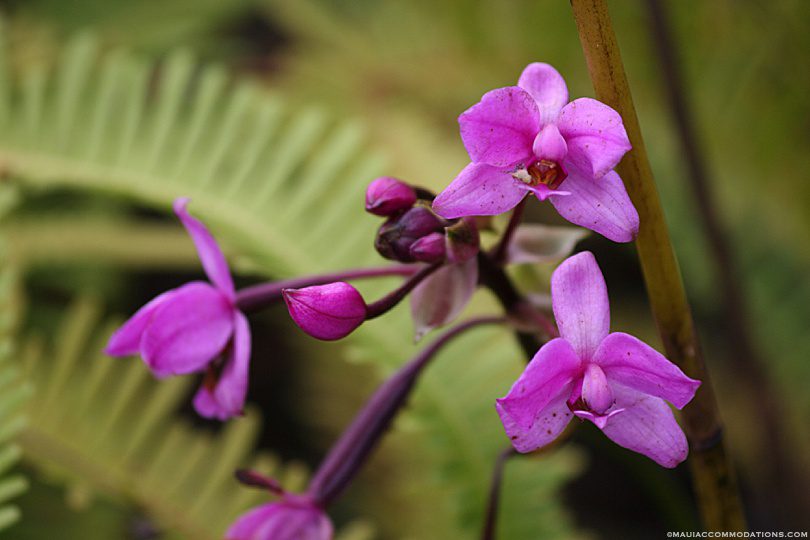 Purple orchids growing in Hawaii