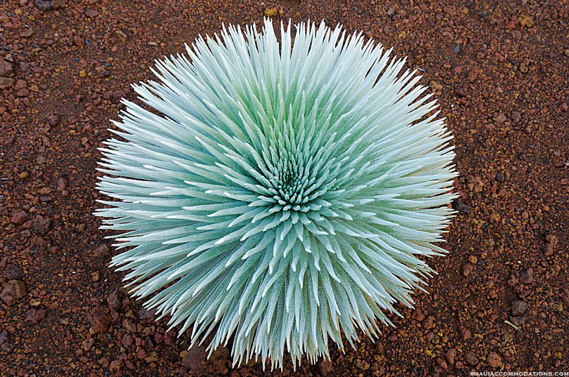 What is the plant at Haleakala? Endemic Haleakala silversword