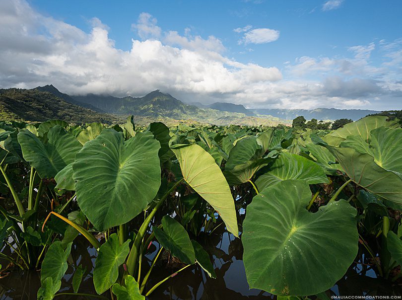 Taro plants in a field in Hawaii