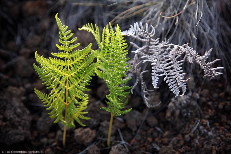 Lahaina Updates - New Plant Growth Lahaina Updates New Plant Growth