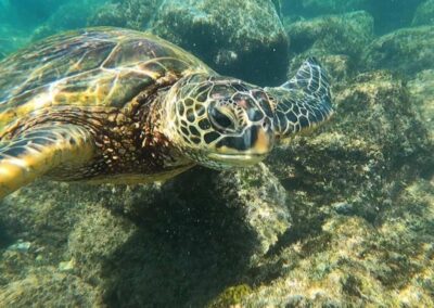 Maui Rainbow Condo E705