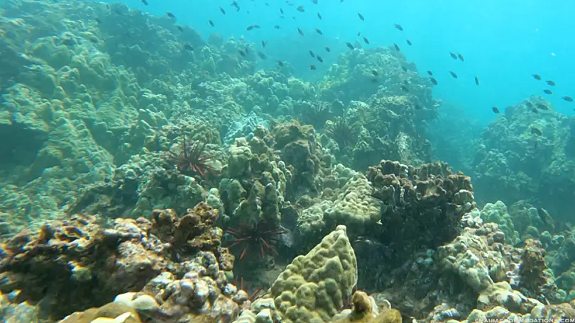 Ulua Beach Snorkeling