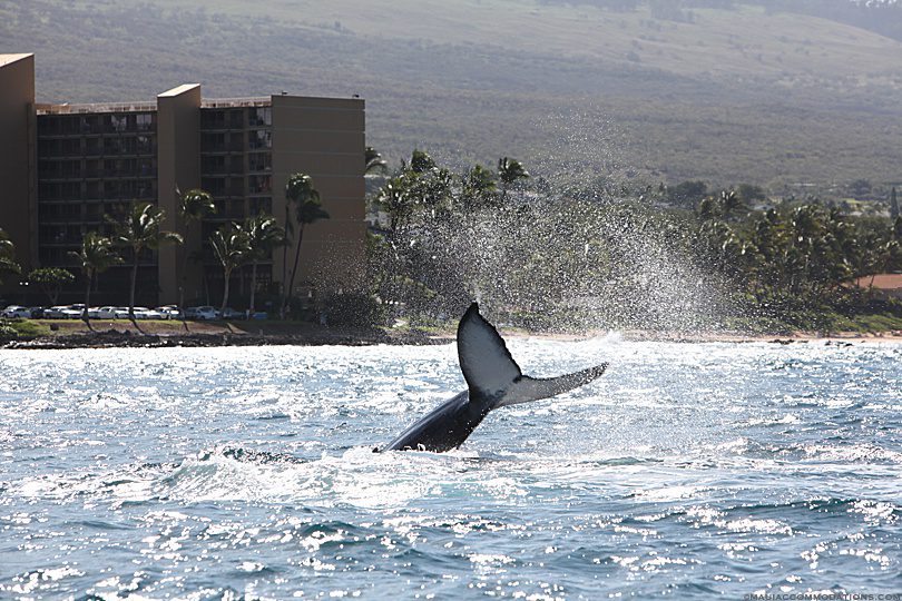 Whale watching off Kihei, Maui