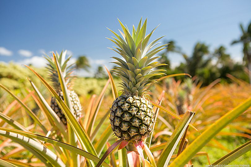 Lanai Pineapple Festival