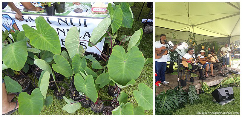 Taro Festival, Hana Maui