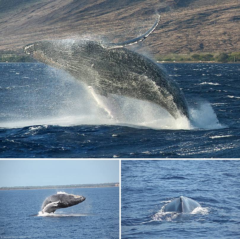 Things To Do on Maui in Fall All About Maui Travel Blog