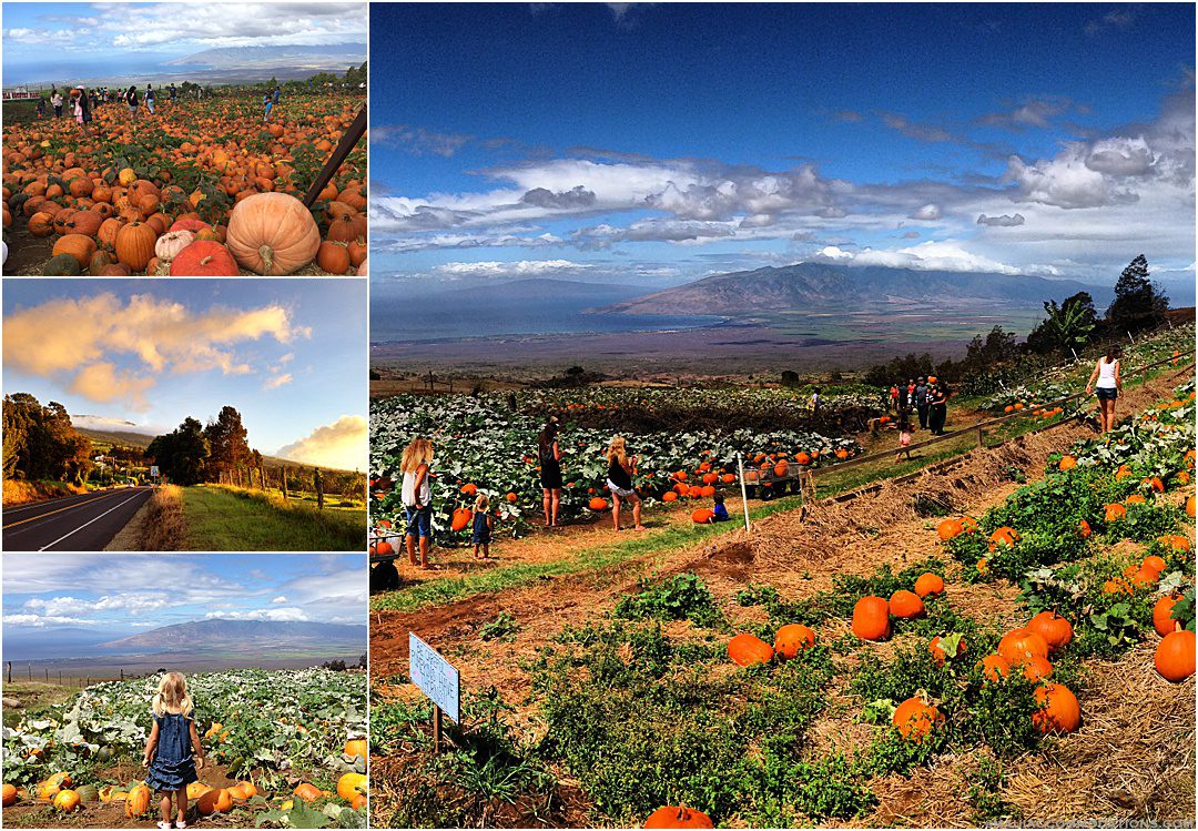 Kula Pumpkin Patch in Upcountry, Kula Maui Hawaii