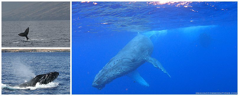 Whale watching on Maui