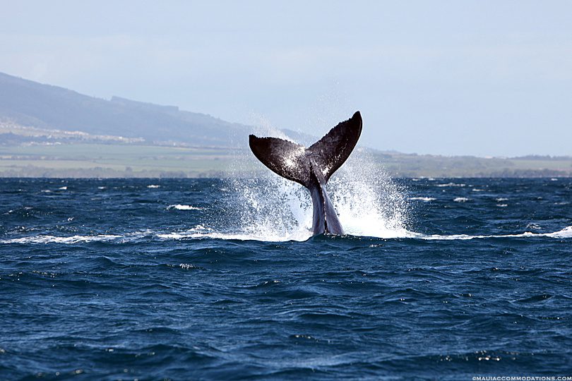 Maui Whale Tales: Things to do in Winter
