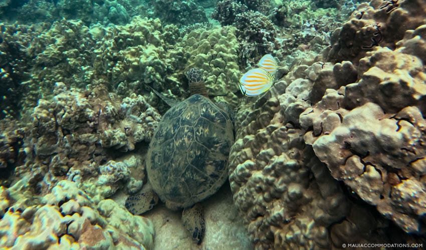 Turtle and fish 850x500