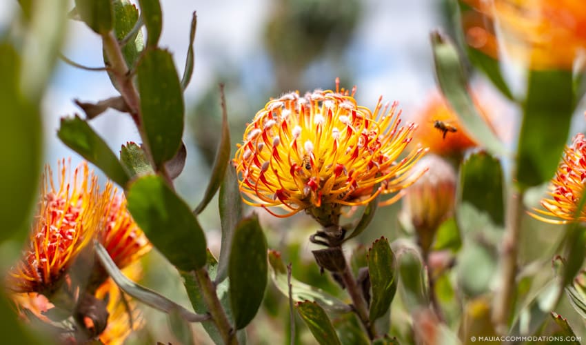 Protect environment Protea 850x500