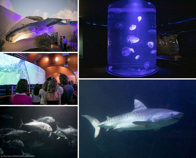 Maui for Families Aquarium