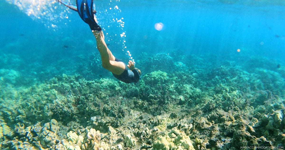 Maui Snorkel Tours Best of Boats, Scooters, Kayaks