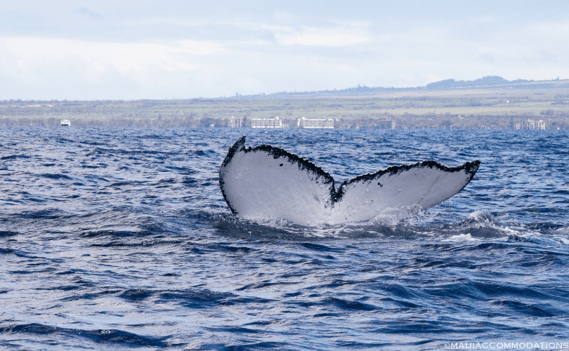 Whale diving off the coast of Maui | Maui Whale Watching