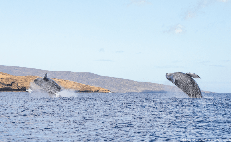 Whales jumping off the coast of Maui | Maui Whale Watching