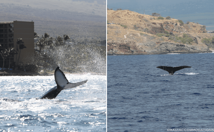Whale watching off the coast of Maui