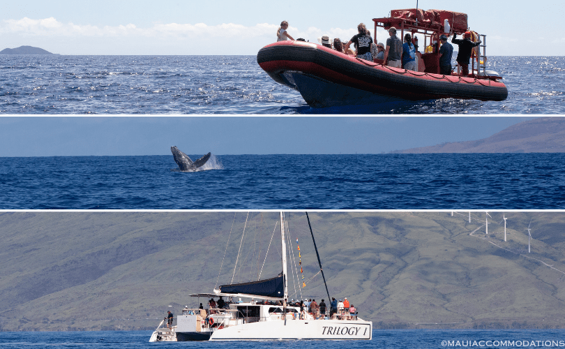 Whale watching tour boats on Maui