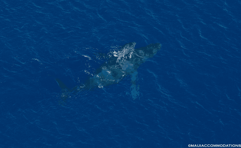 Whale watching from the sky on Maui