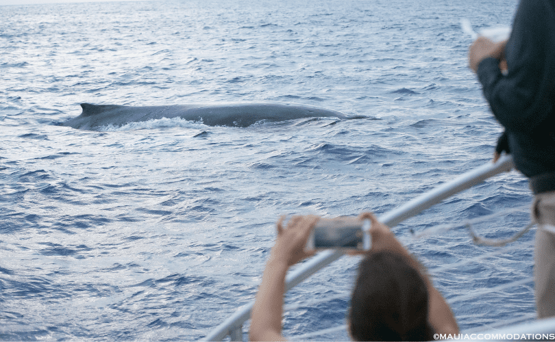 Whale watching tour on Maui