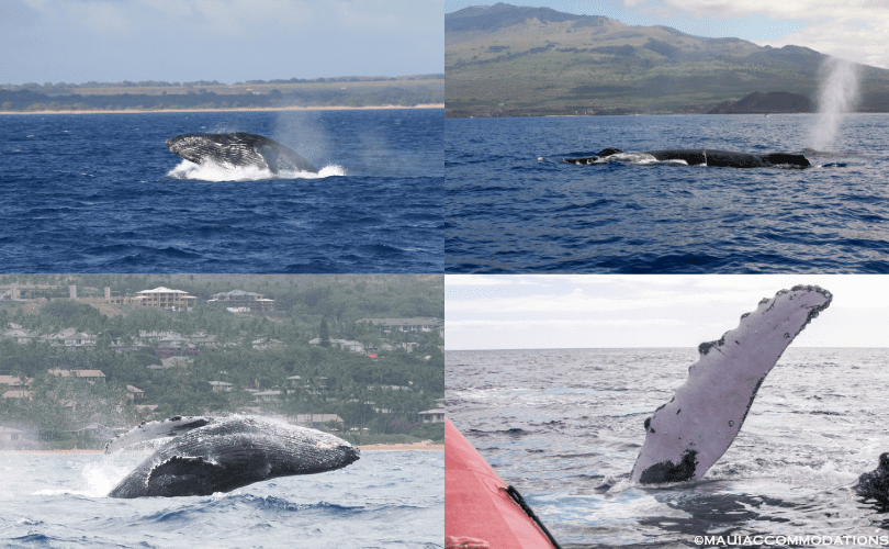 Whales on Maui