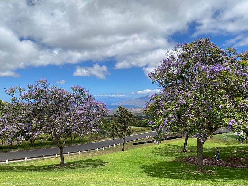Maui Food Trucks Guide Upcountry