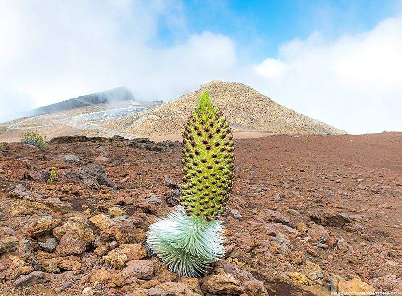 Haleakala Silversword Bloom Maui