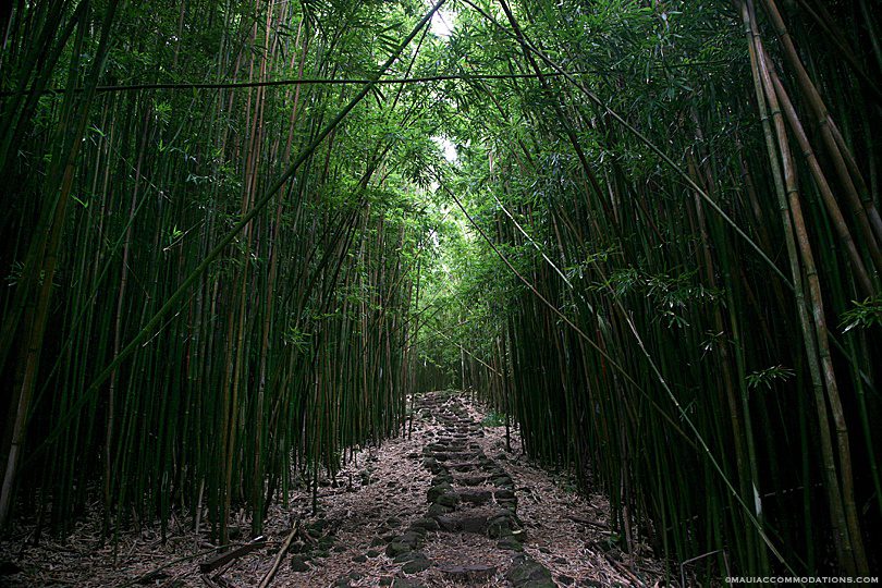 Pipiwai Trail Bamboo Forest Hana Maui