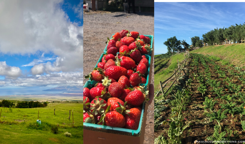 Things to do in Spring, Maui, Kula Country Farms