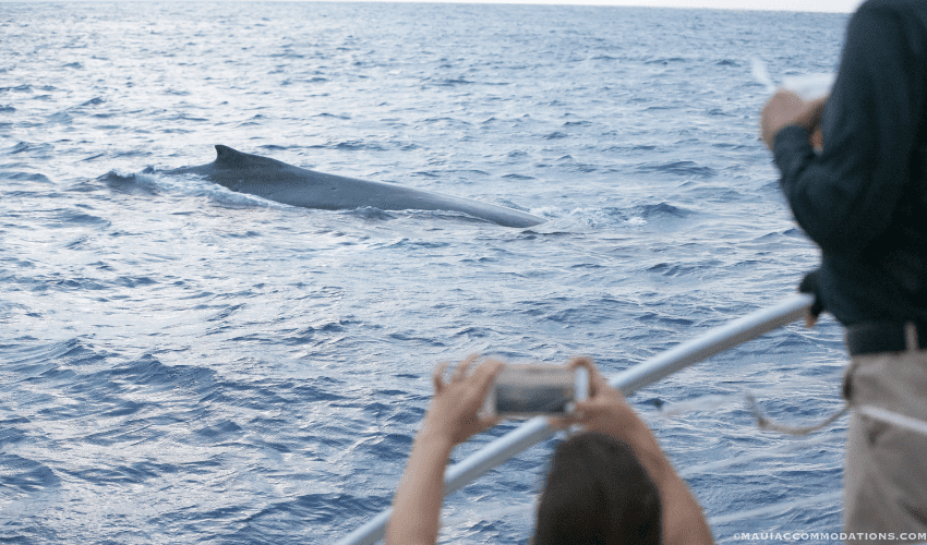 Whale watching on Maui
