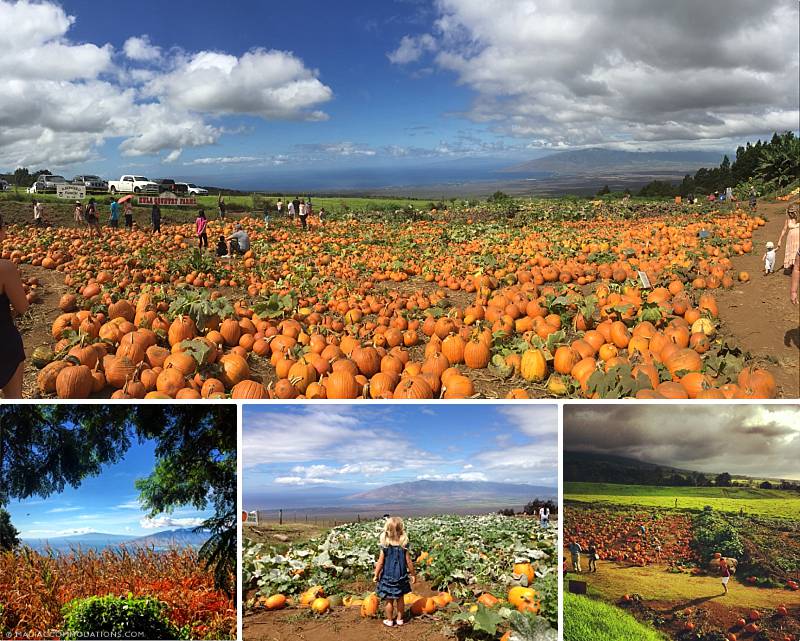 Support Local Maui Business - Kula Country Farms Support Local Maui Business Kula Country Farms