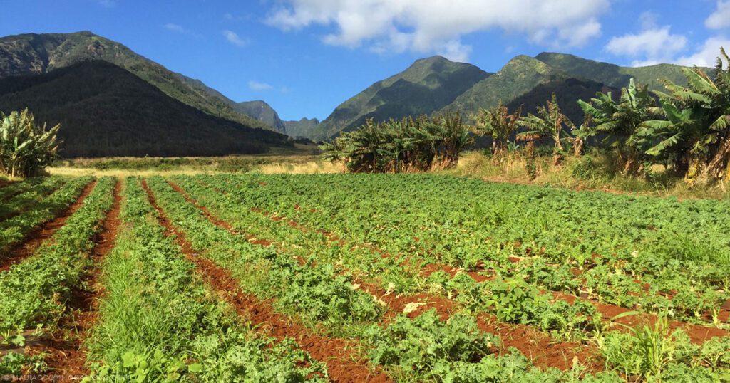 Support Maui Family Businesses Small Farm