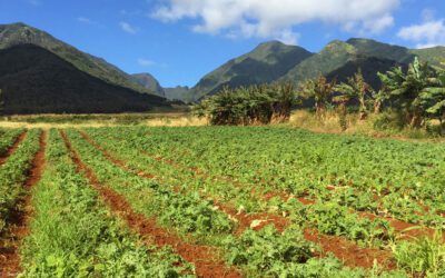 Maui Family-Owned Businesses to Support While Visiting