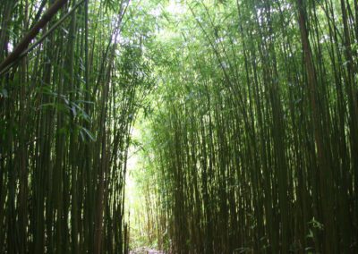 Maui Hiking Tour Bamboo Forest