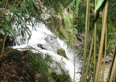 Maui Hiking Tour Bamboo Waterfall