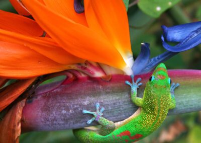 Maui Hiking Tour Gecko
