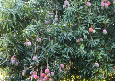 Maui Hiking Tour Mango Tree
