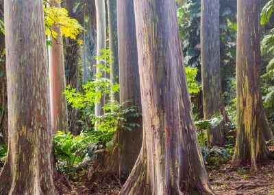 Maui Hiking Tour Rainbow Eucalyptus
