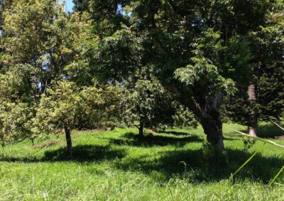 Maui Hiking Tour Field and Trees