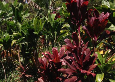 Maui Hiking Tour Ti Trees
