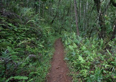 Maui Hiking Tour Forest Trail