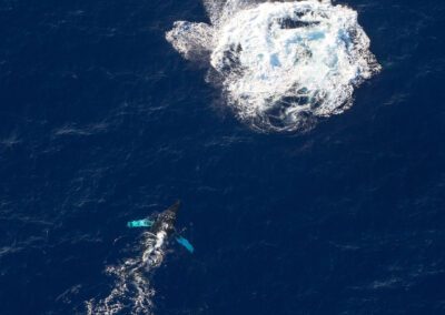 Maui Whale Watching Tour Aerial Activity